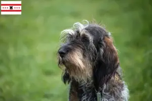 Read more about the article Griffon Bleu de Gascogne breeders and puppies in Drenthe