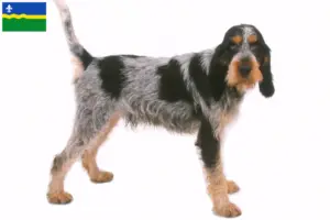 Read more about the article Griffon Bleu de Gascogne breeders and puppies in Flevoland