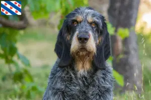 Read more about the article Griffon Bleu de Gascogne breeders and puppies in Friesland