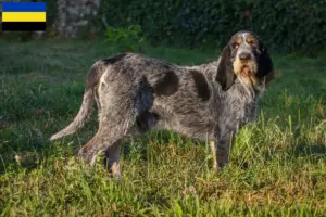 Read more about the article Griffon Bleu de Gascogne breeders and puppies in Gelderland