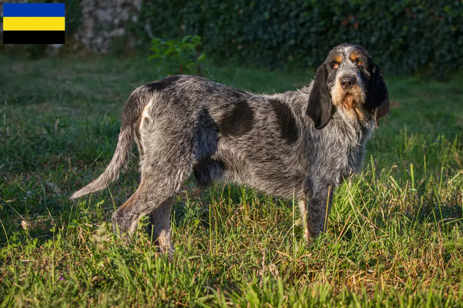 Griffon Bleu de Gascogne puppies and breeders Gelderland Find Griffon Bleu de Gascognes breeders in Gelderland.