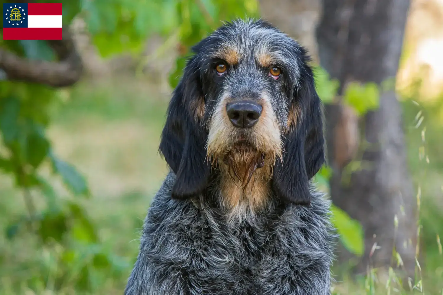 Read more about the article Griffon Bleu de Gascogne breeders and puppies in Georgia