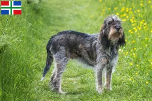 Read more about the article Griffon Bleu de Gascogne breeders and puppies in Groningen