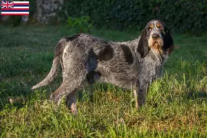 Read more about the article Griffon Bleu de Gascogne breeders and puppies in Hawaii