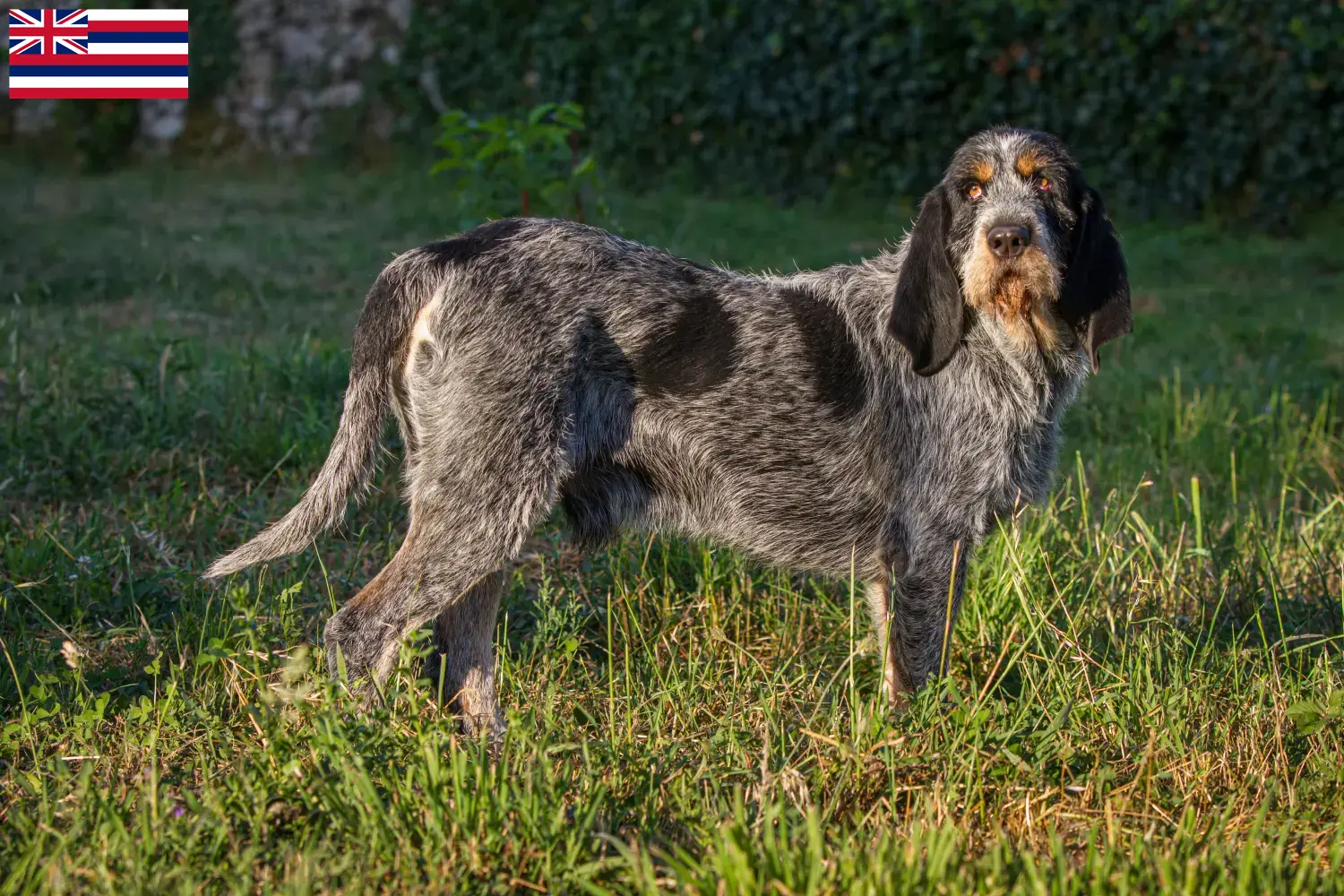 Read more about the article Griffon Bleu de Gascogne breeders and puppies in Hawaii