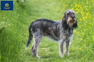 Read more about the article Griffon Bleu de Gascogne breeders and puppies in Idaho
