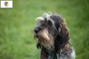 Read more about the article Griffon Bleu de Gascogne breeders and puppies in Illinois