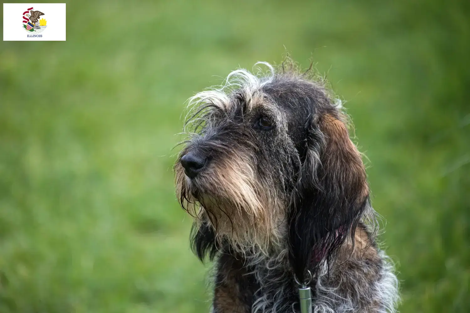 Read more about the article Griffon Bleu de Gascogne breeders and puppies in Illinois