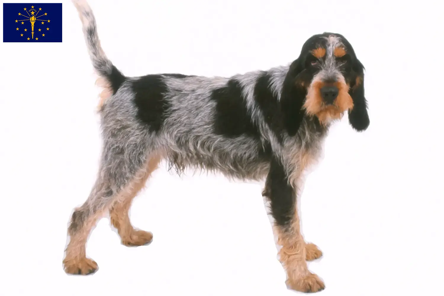 Read more about the article Griffon Bleu de Gascogne breeders and puppies in Indiana