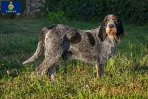 Read more about the article Griffon Bleu de Gascogne breeders and puppies in Kansas