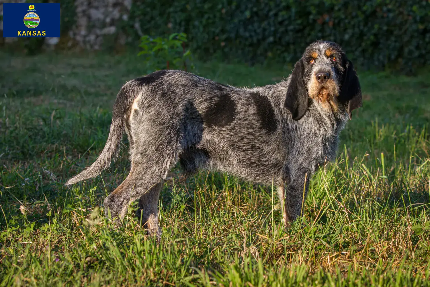 Read more about the article Griffon Bleu de Gascogne breeders and puppies in Kansas