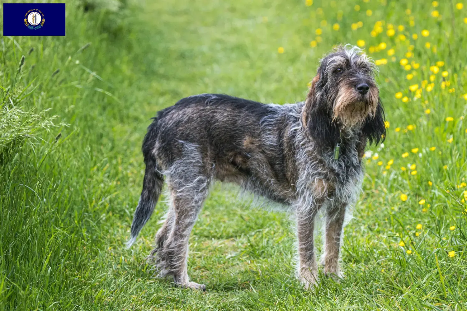 Read more about the article Griffon Bleu de Gascogne breeders and puppies in Kentucky