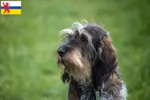 Read more about the article Griffon Bleu de Gascogne breeders and puppies in Limburg