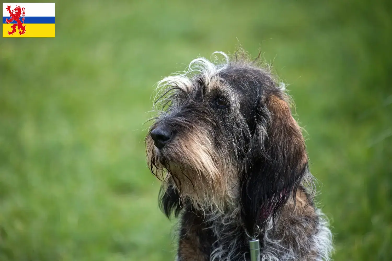 Griffon Bleu de Gascogne puppies and breeders Limburg Find Griffon Bleu de Gascognes breeders in Limburg.