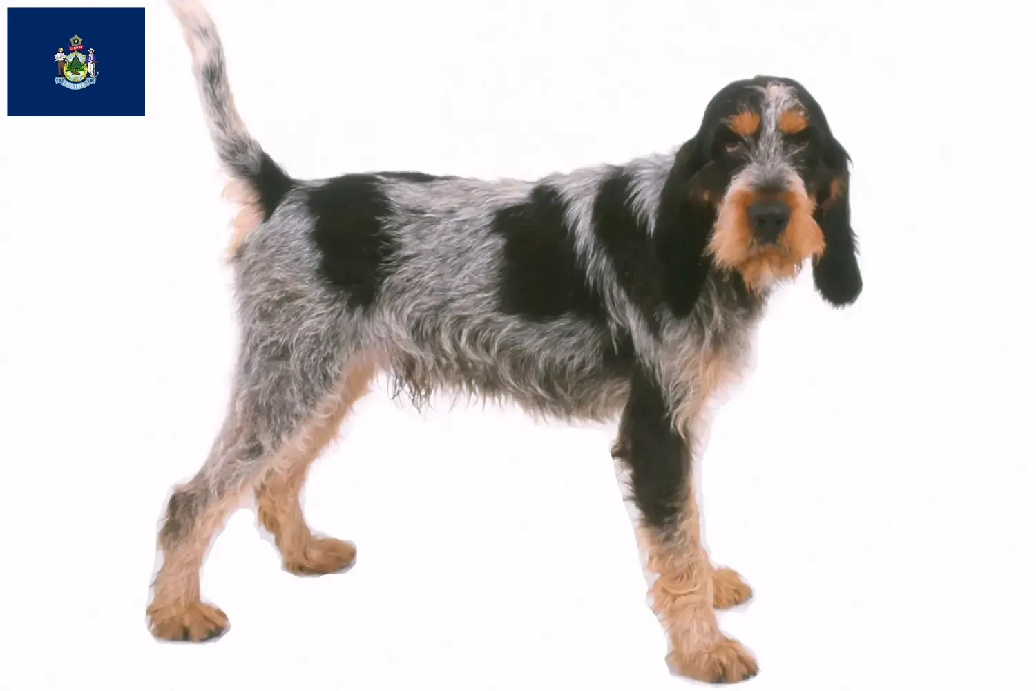 Read more about the article Griffon Bleu de Gascogne breeders and puppies in Maine
