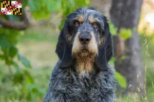Read more about the article Griffon Bleu de Gascogne breeders and puppies in Maryland
