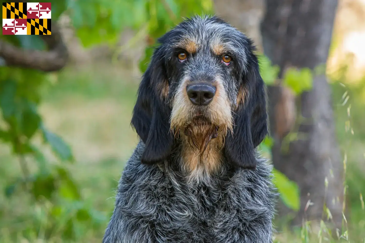 Read more about the article Griffon Bleu de Gascogne breeders and puppies in Maryland