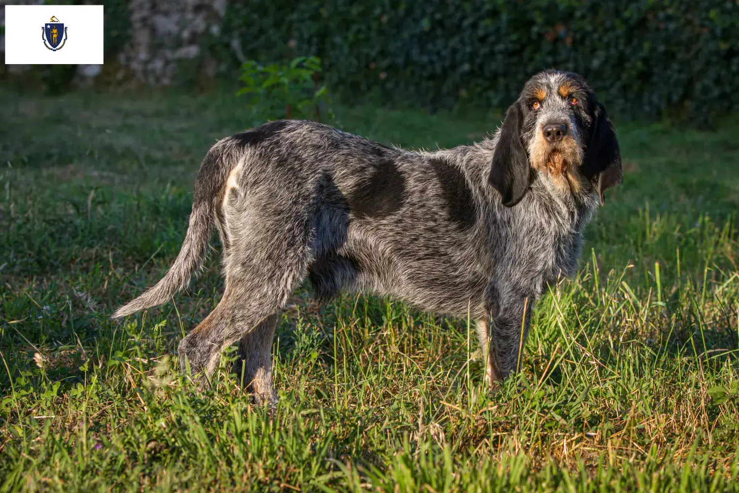 Read more about the article Griffon Bleu de Gascogne breeders and puppies in Massachusetts