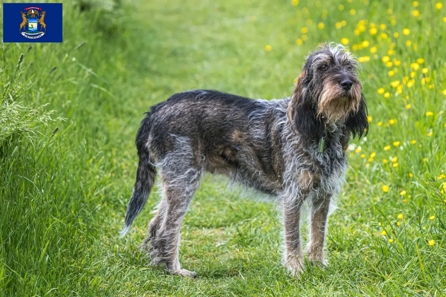 Read more about the article Griffon Bleu de Gascogne breeders and puppies in Michigan