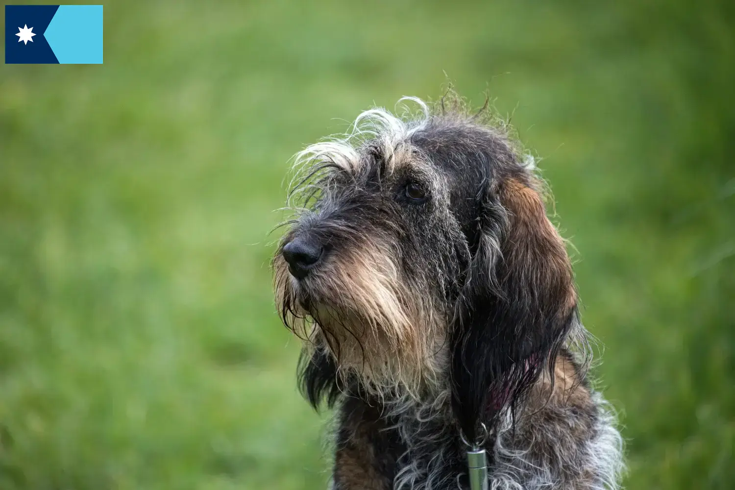 Read more about the article Griffon Bleu de Gascogne breeders and puppies in Minnesota