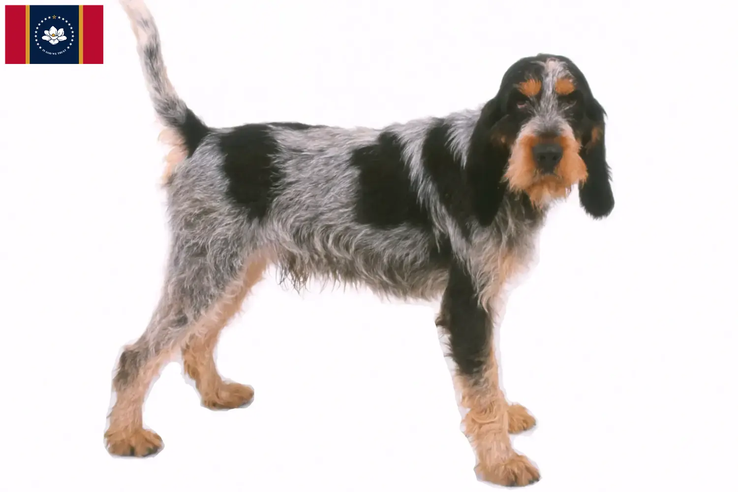 Read more about the article Griffon Bleu de Gascogne breeders and puppies in Mississippi