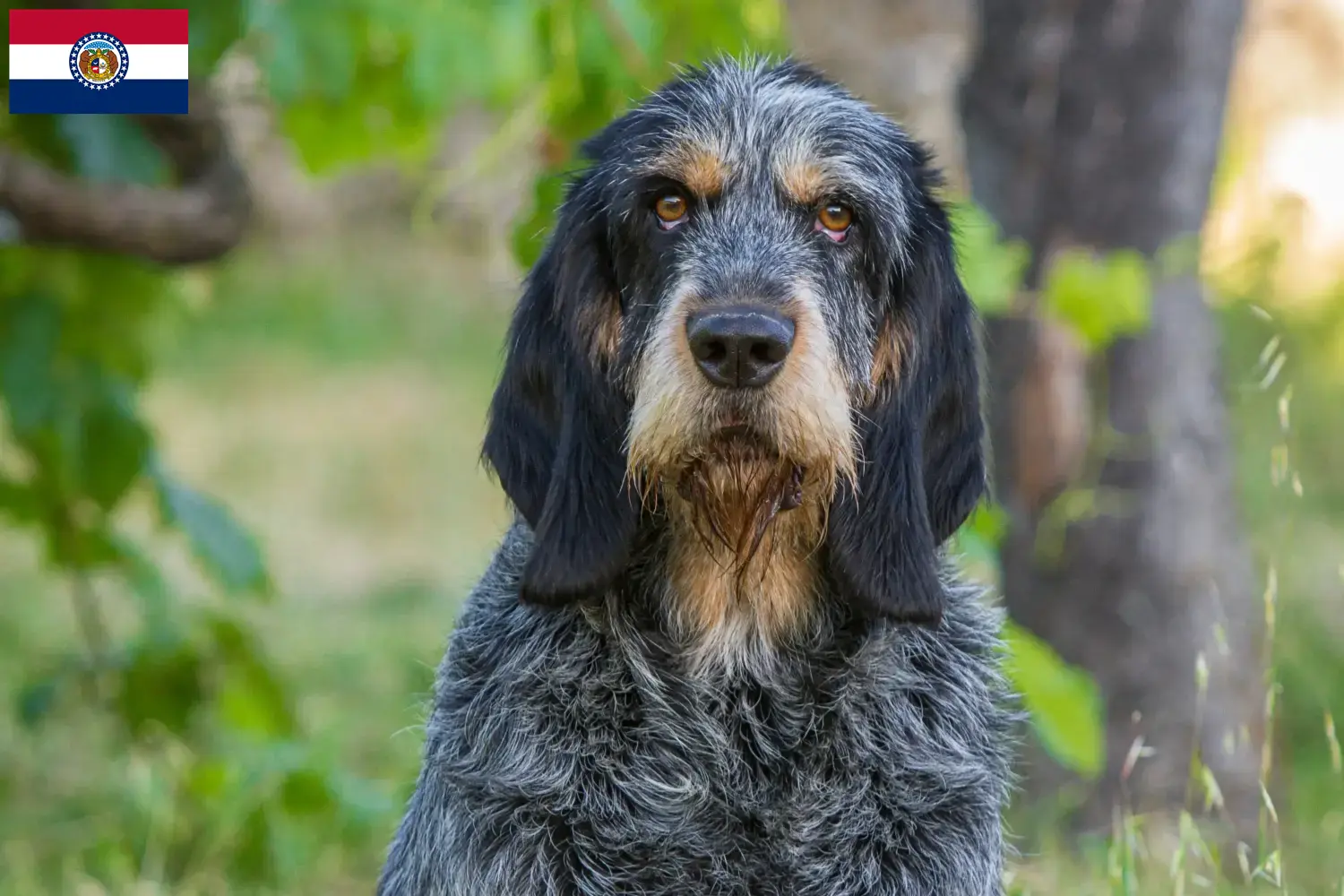 Read more about the article Griffon Bleu de Gascogne breeders and puppies in Missouri