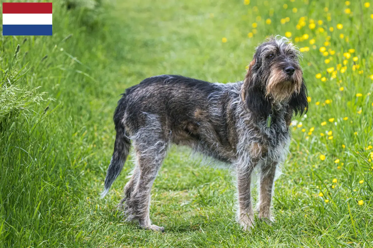 Griffon Bleu de Gascogne puppies and breeders Netherlands Find Griffon Bleu de Gascognes breeders in the Netherlands here.