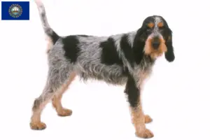 Read more about the article Griffon Bleu de Gascogne breeders and puppies in New Hampshire