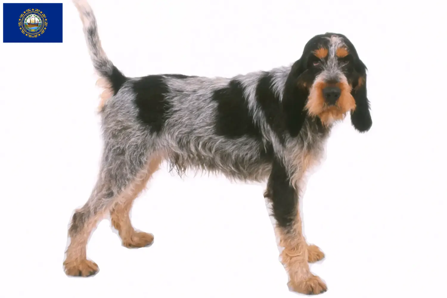 Read more about the article Griffon Bleu de Gascogne breeders and puppies in New Hampshire