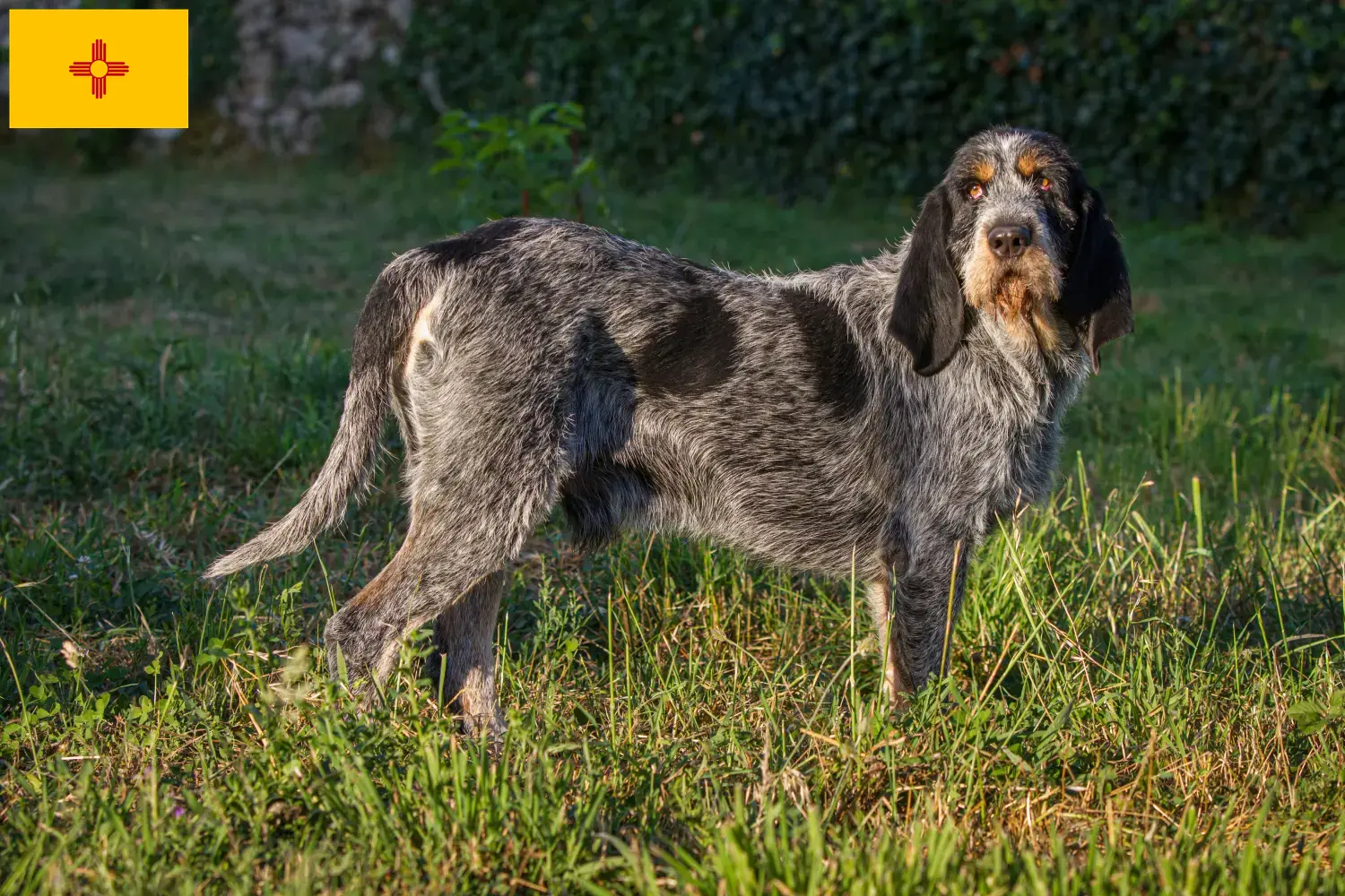 Read more about the article Griffon Bleu de Gascogne breeders and puppies in New Mexico