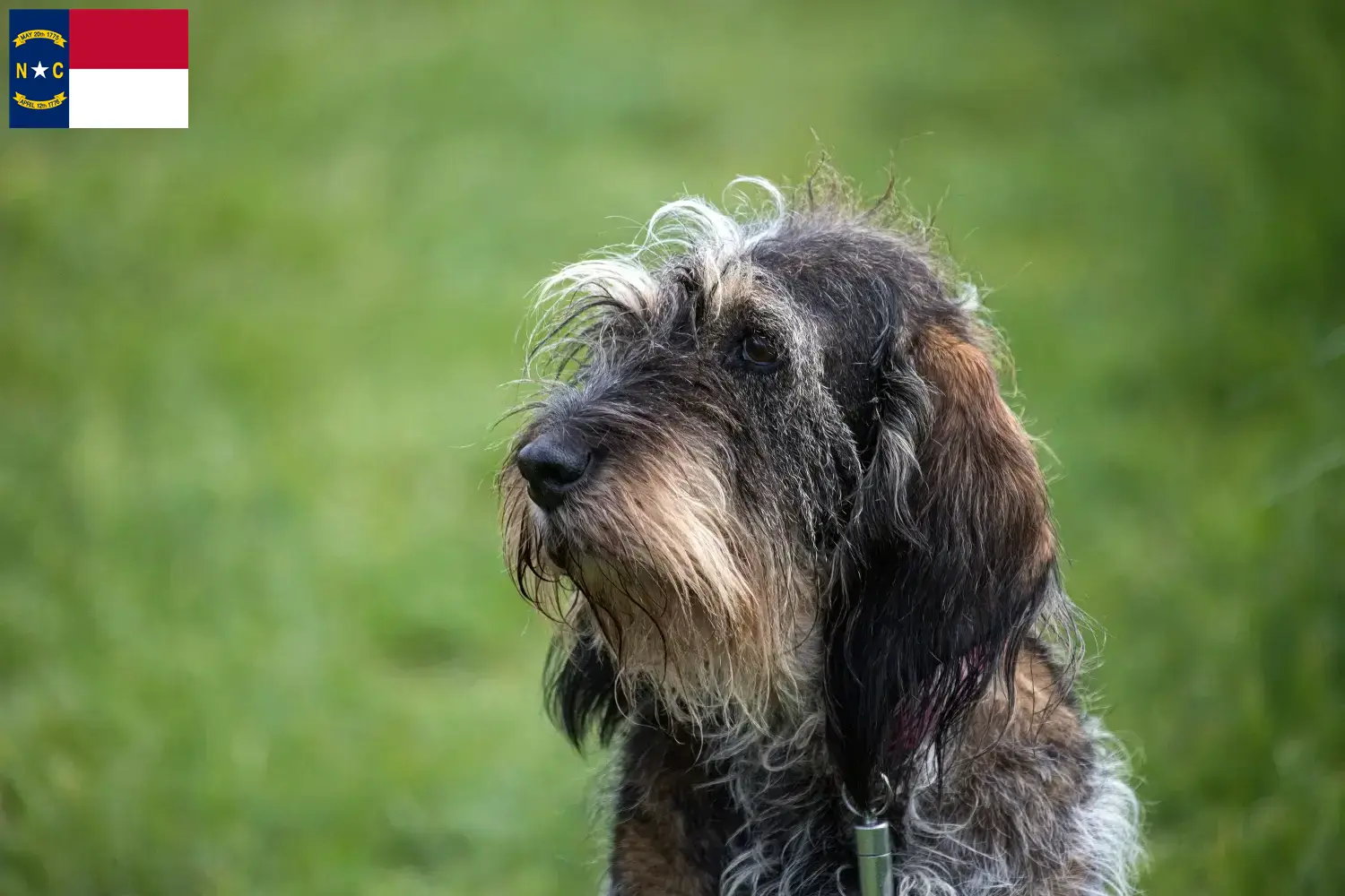 Read more about the article Griffon Bleu de Gascogne breeders and puppies in North Carolina