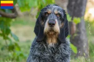 Read more about the article Griffon Bleu de Gascogne breeders and puppies in North Holland