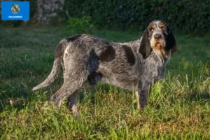 Read more about the article Griffon Bleu de Gascogne breeders and puppies in Oklahoma