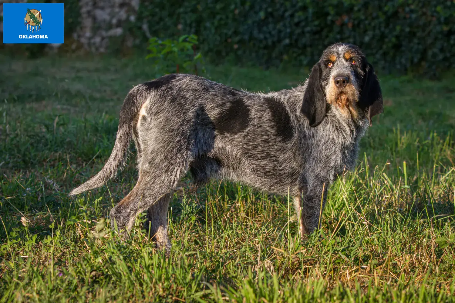Griffon Bleu de Gascogne puppies and breeders Oklahoma Find Griffon Bleu de Gascognes breeders in Oklahoma.