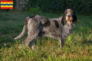 Read more about the article Griffon Bleu de Gascogne breeders and puppies in Overijssel
