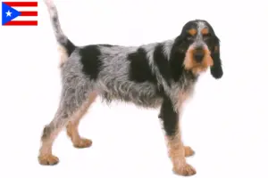Read more about the article Griffon Bleu de Gascogne breeders and puppies in Puerto Rico