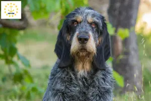 Read more about the article Griffon Bleu de Gascogne breeders and puppies in Rhode Island