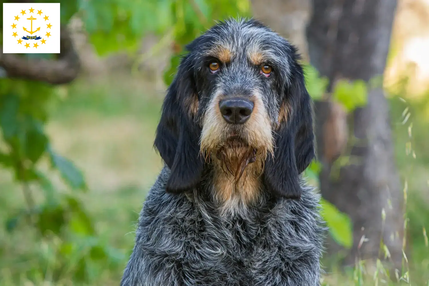 Griffon Bleu de Gascogne puppies and breeders Rhode Island Find Griffon Bleu de Gascognes breeders in Rhode Island.