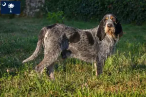 Read more about the article Griffon Bleu de Gascogne breeders and puppies in South Carolina
