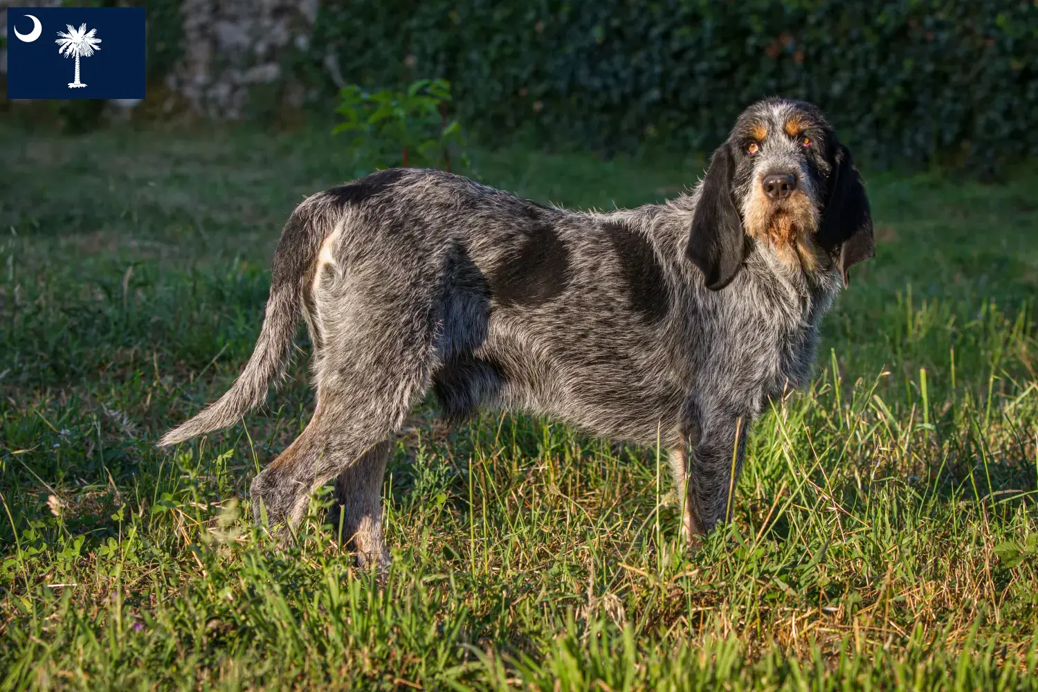 Griffon Bleu de Gascogne puppies and breeders South Carolina Find Griffon Bleu de Gascognes breeders in South Carolina.