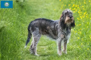 Read more about the article Griffon Bleu de Gascogne breeders and puppies in South Dakota
