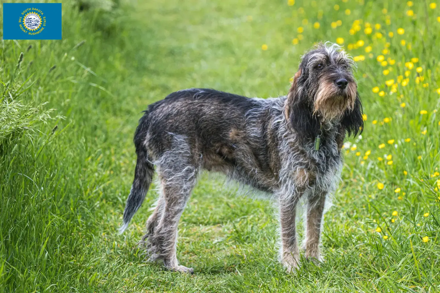 Griffon Bleu de Gascogne puppies and breeders South Dakota Find Griffon Bleu de Gascognes breeders in South Dakota.