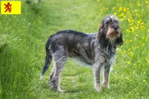 Read more about the article Griffon Bleu de Gascogne breeders and puppies in South Holland