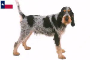 Read more about the article Griffon Bleu de Gascogne breeders and puppies in Texas