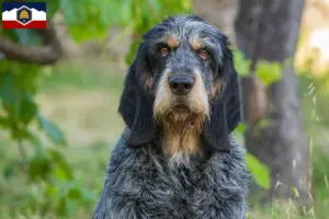 Read more about the article Griffon Bleu de Gascogne breeders and puppies in Utah