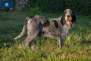 Read more about the article Griffon Bleu de Gascogne breeders and puppies in Vermont