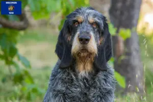 Read more about the article Griffon Bleu de Gascogne breeders and puppies in Wisconsin