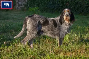 Read more about the article Griffon Bleu de Gascogne breeders and puppies in Wyoming