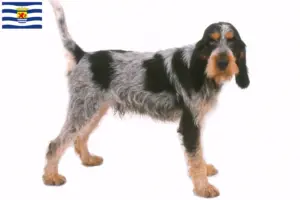 Read more about the article Griffon Bleu de Gascogne breeders and puppies in Zeeland