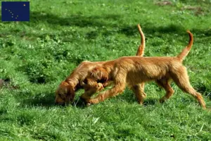 Read more about the article Griffon Fauve de Bretagne breeders and puppies in Alaska